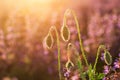 Close-up of tender blooming lit by summer sun one red wild poppy and undiluted flower buds on high stems on blurred bright green Royalty Free Stock Photo