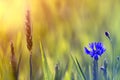 Close-up of tender blooming among wheat spices lit by summer sun one blue cornflower on high stem on blurred bright green summer Royalty Free Stock Photo