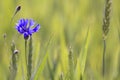 Close-up of tender blooming among wheat spices lit by summer sun one blue cornflower on high stem on blurred bright green summer f Royalty Free Stock Photo