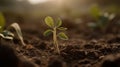 Close up of a tender first soybean sprout in an open. Generative AI