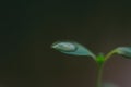 Close-up tender first sprouts with water drop. Agricultural plants. Royalty Free Stock Photo