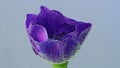 Close up of tender lilac opened flower bud underwater. Stock footage. Beautiful sof petals of a small blossoming flower.
