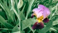 A close-up of tender purple petals of iris germanica against green leaves and stems. Selective focus Royalty Free Stock Photo