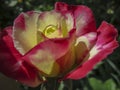 Close-up of a tender rose Double Delight. Red petals are covered with raindrops or morning dew. Royalty Free Stock Photo