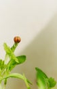 Close up of tender sprouts with water drops; plant with sprouts in spring