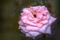 Close up of tenderness pink rose. Flower