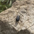 Close-up of Tenebrionidae beetle on stone Royalty Free Stock Photo