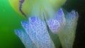 Close-up of the tentacles. Floating in the thickness Rhizostoma pulmo, commonly known as the barrel jellyfish, frilly-mouthed