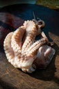 Close-up of tentacles of a fresh raw octopus on a cutting board Royalty Free Stock Photo