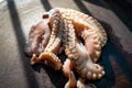 Close-up of tentacles of a fresh raw octopus on a cutting board Royalty Free Stock Photo