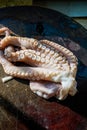 Close-up of tentacles of a fresh raw octopus on a cutting board Royalty Free Stock Photo