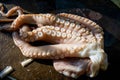 Close-up of tentacles of a fresh raw octopus on a cutting board Royalty Free Stock Photo