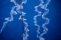 Close-up tentacles of sea northern nettle jellyfish swims in West Coast ocean water. Amazing nature background of