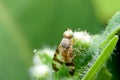 Close-up Terellia ruficauda, fruit flies on green leaf