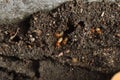 Close up termite Royalty Free Stock Photo