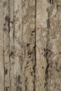 close up of termite damage on old wooden. Royalty Free Stock Photo