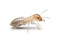 Close-up of a termite, likely from the Isoptera order, on a white Royalty Free Stock Photo