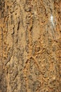 Closeup of Termite Nest On Bark Of Tree Royalty Free Stock Photo