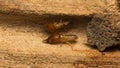 Close up termite soldiers Royalty Free Stock Photo