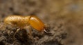 Close up termite soldiers Royalty Free Stock Photo