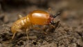 Close up termite soldiers Royalty Free Stock Photo