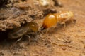 Close up termite soldiers Royalty Free Stock Photo