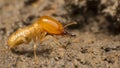 Close up termite soldiers Royalty Free Stock Photo