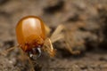 Close up termite soldiers Royalty Free Stock Photo