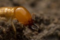 Close up termite soldiers Royalty Free Stock Photo