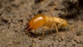 Close up termite soldiers Royalty Free Stock Photo