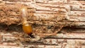 Close up termite soldiers Royalty Free Stock Photo