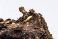 Close up Termite and texture and structure the termite nests in decaying trunk of the old falling tree Termite in Termite mound, T Royalty Free Stock Photo