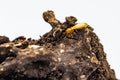 Close up Termite and texture and structure the termite nests in decaying trunk of the old falling tree Termite in Termite mound, T Royalty Free Stock Photo