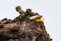 Close up Termite and texture and structure the termite nests in decaying trunk of the old falling tree Termite in Termite mound, T Royalty Free Stock Photo