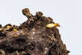 Close up Termite and texture and structure the termite nests in decaying trunk of the old falling tree Termite in Termite mound, T Royalty Free Stock Photo