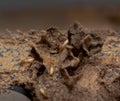 Close up of Termites Eating wood Termite damage house