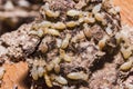 Close up termites or white ants