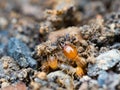 Close up termites or white ants destroyed