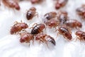 Close up of termites on white background, Bedbug colony on white sheet close-up, AI Generated