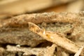 Close up of termites in wood at home Royalty Free Stock Photo