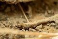 Close up of termites in wood at home Royalty Free Stock Photo