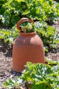 Close up of a rhubarb plant being forced to produce an early crop Royalty Free Stock Photo