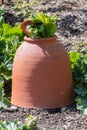 Terracotta pot for forcing rhubarb Royalty Free Stock Photo