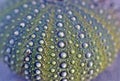 Close up of a Test of Sea urchin on the shoreline Royalty Free Stock Photo