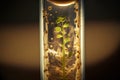 close-up of a test tube with the seeds germinating