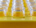 Close-up of Test Tubes Filled with Yellow Liquid in Laboratory Setting Royalty Free Stock Photo