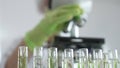 Close up of test tubes with a scientist analyzing plant samples in test tubes with a microscope, conducting research in Royalty Free Stock Photo
