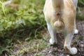 Close up of testis cat, Selective focus, Copy space