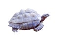 Testudinidae or giant turtle  reptile isolated on white background ,clipping path Royalty Free Stock Photo