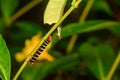 Tetrio Sphinx Caterpillar